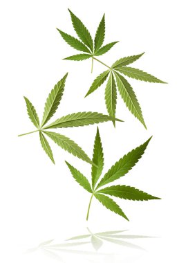 Marihuana kenevir yaprağı tarlasında kenevir yaprağı sativa yaprağı ot tıbbi kenevir haşhaş esrar tarlası yasal veya yasadışı uyuşturucu bırakırlar