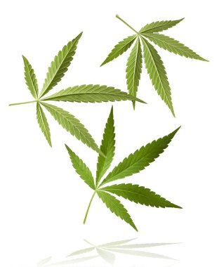 Marihuana kenevir yaprağı tarlasında kenevir yaprağı sativa yaprağı ot tıbbi kenevir haşhaş esrar tarlası yasal veya yasadışı uyuşturucu bırakırlar