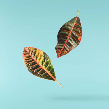 Güzel yeşil Codiaeum yaprakları turkuaz arka planda izole bir şekilde havaya düşüyor.