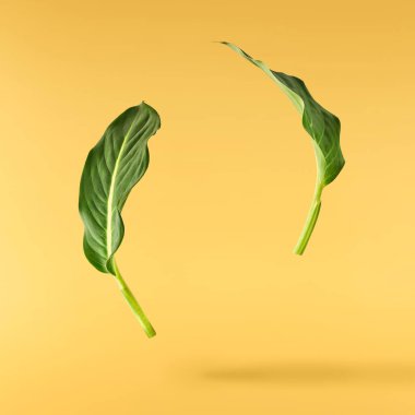 Güzel taze yeşil Dieffenbachia yaprakları sarı arka planda izole bir şekilde havada düşüyor.