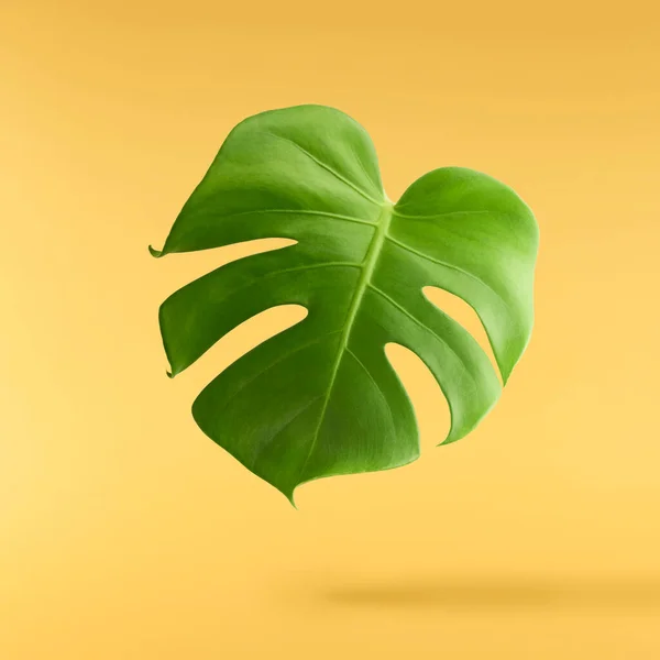 Belas Folhas Monstera Verde Fresco Caindo Isolado Fundo Amarelo — Fotografia de Stock