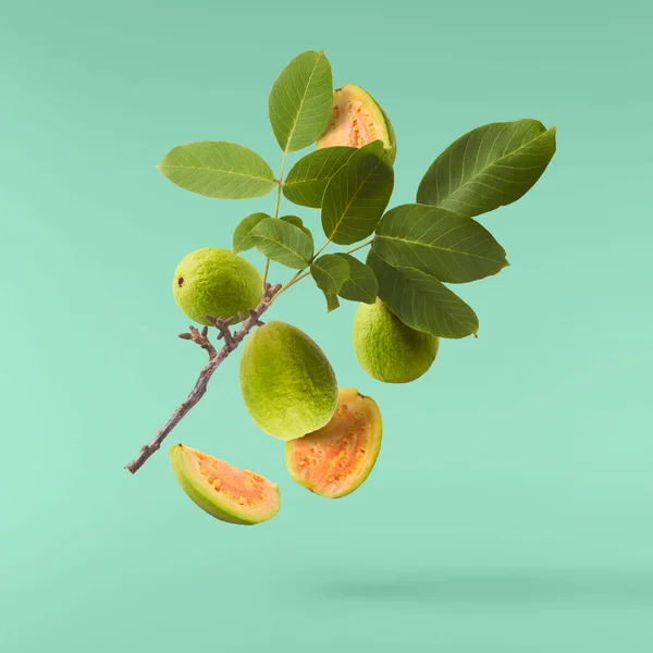 Friss Érett Felezett Guava Levelekkel Levegőben Türkiz Háttérrel Elszigetelve Nulla — Stock Fotó