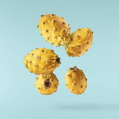 Taze sarı ejderha meyveli yaratıcı görüntü ya da turkuaz arka planda izole edilmiş havaya düşen pitaya havalanma ya da sıfır yerçekimi besin konsepti. Yüksek çözünürlük