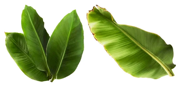 Frische Grüne Bananenblätter Isoliert Auf Weißem Hintergrund Bild Hoher Auflösung — Stockfoto