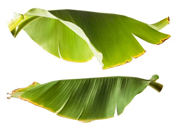 新鲜的绿色香蕉叶子在白色的背景上被隔离 高分辨率图像 — 图库照片