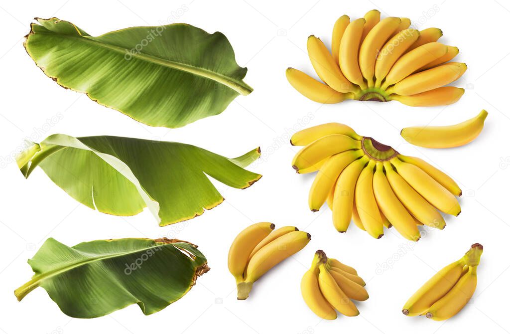A set with Fresh ripe yellow baby bananas and leaves isolated on white background. High resolution image