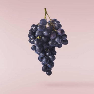 Pembe arka planda izole edilmiş taze organik Mavi Üzüm. Gıda havalanması veya sıfır yerçekimi kavramı.