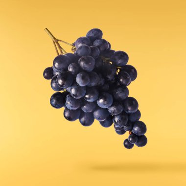 Havaya düşen taze organik Mavi Üzüm sarı arka planda izole edilmiş. Yiyecek havalanması ya da sıfır yerçekimi kavramı.
