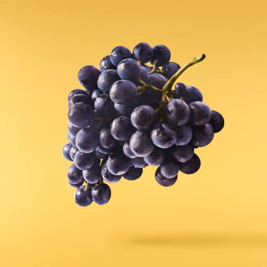 Havaya düşen taze organik Mavi Üzüm sarı arka planda izole edilmiş. Yiyecek havalanması ya da sıfır yerçekimi kavramı.