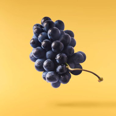 Havaya düşen taze organik Mavi Üzüm sarı arka planda izole edilmiş. Yiyecek havalanması ya da sıfır yerçekimi kavramı.