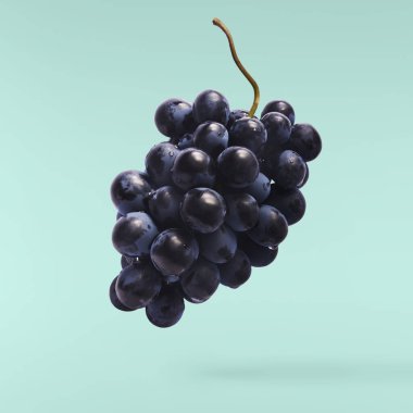 Havaya düşen taze organik Mavi Üzüm turkuaz arka planda izole edilmiş. Yiyecek havalanması ya da sıfır yerçekimi kavramı.