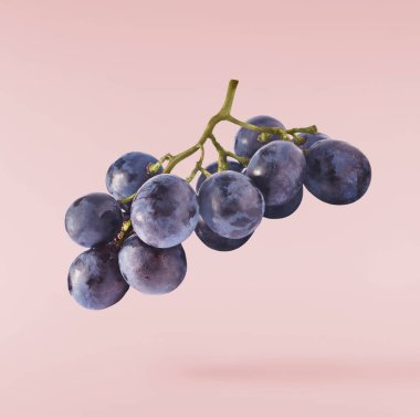 Pembe arka planda izole edilmiş taze organik Mavi Üzüm. Gıda havalanması veya sıfır yerçekimi kavramı.