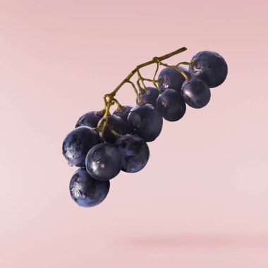 Pembe arka planda izole edilmiş taze organik Mavi Üzüm. Gıda havalanması veya sıfır yerçekimi kavramı.
