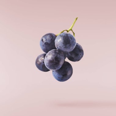 Pembe arka planda izole edilmiş taze organik Mavi Üzüm. Gıda havalanması veya sıfır yerçekimi kavramı.