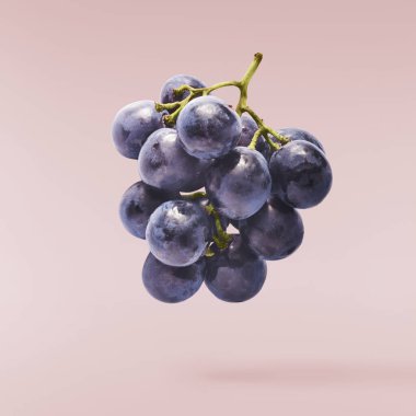 Pembe arka planda izole edilmiş taze organik Mavi Üzüm. Gıda havalanması veya sıfır yerçekimi kavramı.