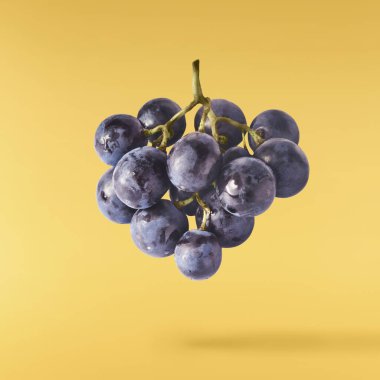 Havaya düşen taze organik Mavi Üzüm sarı arka planda izole edilmiş. Yiyecek havalanması ya da sıfır yerçekimi kavramı.