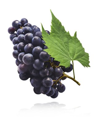 Taze organik Mavi Üzüm ve yeşil yapraklar beyaz arka planda izole bir şekilde havaya düşüyor. Yiyecek havalanması ya da sıfır yerçekimi kavramı.