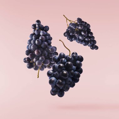 Pembe arka planda izole edilmiş taze organik Mavi Üzüm. Gıda havalanması veya sıfır yerçekimi kavramı.