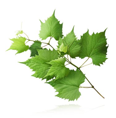 Beyaz zemine izole edilmiş taze organik üzüm yaprakları düşüyor.