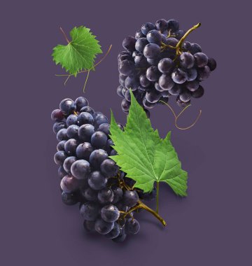 Taze organik Mavi Üzüm ve mor arka planda izole edilmiş yeşil yapraklar. Yiyecek havalanması ya da sıfır yerçekimi kavramı.