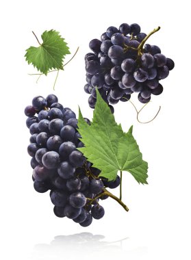Taze organik Mavi Üzüm ve yeşil yapraklar beyaz arka planda izole bir şekilde havaya düşüyor. Yiyecek havalanması ya da sıfır yerçekimi kavramı.
