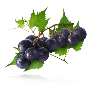 Taze organik Mavi Üzüm ve yeşil yapraklar beyaz arka planda izole bir şekilde havaya düşüyor. Yiyecek havalanması ya da sıfır yerçekimi kavramı.