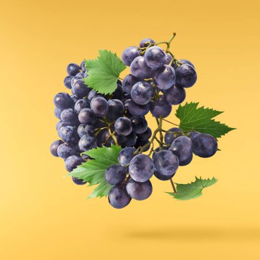 Taze organik Mavi Üzüm ve yeşil yapraklar sarı arka planda izole bir şekilde havaya düşüyor. Yiyecek havalanması ya da sıfır yerçekimi kavramı.