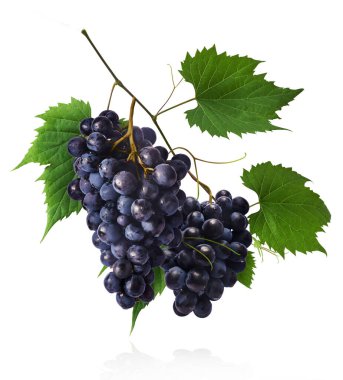 Taze organik Mavi Üzüm ve yeşil yapraklar beyaz arka planda izole bir şekilde havaya düşüyor. Yiyecek havalanması ya da sıfır yerçekimi kavramı.