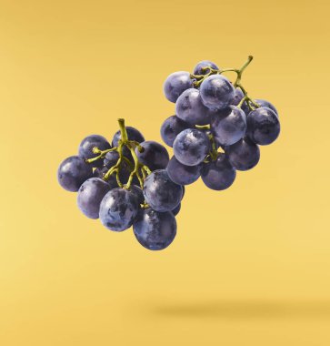 Pembe arka planda izole edilmiş taze organik Mavi Üzüm. Gıda havalanması veya sıfır yerçekimi kavramı.