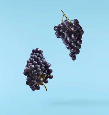 Mavi arka planda izole edilmiş taze organik Mavi Üzüm. Gıda havalanması veya sıfır yerçekimi kavramı.