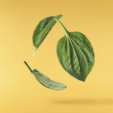 Taze yeşil Broadleaf muz yaprakları sarı arka planda izole bir şekilde havaya düşüyor..