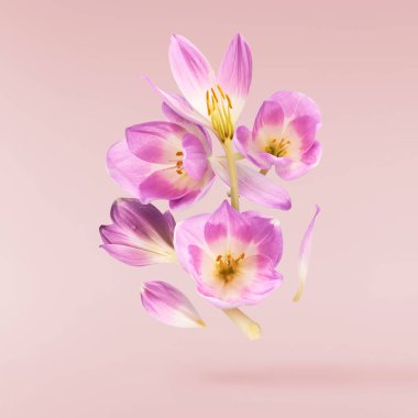 Pembe arka planda izole bir şekilde havaya düşen taze mor çiçek. Havalanan güzel mor çiçekler ya da sıfır yerçekimi.