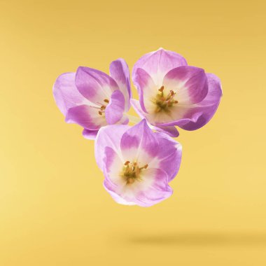 Havaya düşen taze mor crocus çiçeği sarı arka planda izole edilmiş. Havalanan güzel mor çiçekler ya da sıfır yerçekimi.