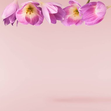 Pembe arka planda izole bir şekilde havaya düşen taze mor çiçek. Havalanan güzel mor çiçekler ya da sıfır yerçekimi.