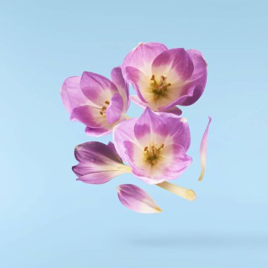 Mavi arka planda izole bir şekilde havaya düşen taze mor çiçek. Havalanan güzel mor çiçekler ya da sıfır yerçekimi.