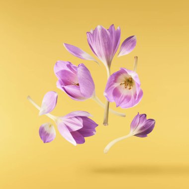 Havada uçuşan lezzetli çikolatalar. Yüksek çözünürlüklü yükselme