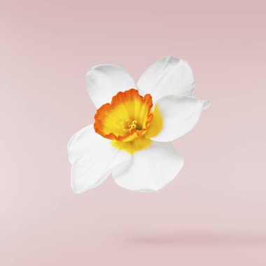 Beyaz arka planda izole edilmiş güzel narsisus çiçeği