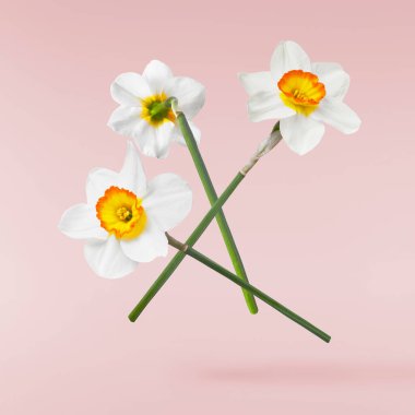Beyaz arka planda izole edilmiş güzel narsisus çiçeği