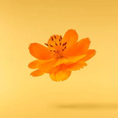 Güzel turuncu kozmos çiçeği sarı arka planda izole bir şekilde havaya düşüyor. Yükselme ya da sıfır yerçekimi çiçeği konsepti. Yaratıcı çiçek çizimi. Yüksek çözünürlük