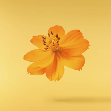 Güzel turuncu kozmos çiçeği sarı arka planda izole bir şekilde havaya düşüyor. Yükselme ya da sıfır yerçekimi çiçeği konsepti. Yaratıcı çiçek çizimi. Yüksek çözünürlük