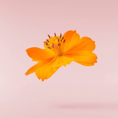 Güzel turuncu kozmos çiçeği pembe arka planda izole bir şekilde havaya düşüyor. Yükselme ya da sıfır yerçekimi çiçeği konsepti. Yaratıcı çiçek çizimi. Yüksek çözünürlük