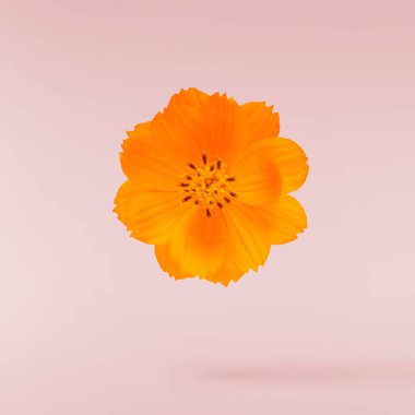 Güzel turuncu kozmos çiçeği pembe arka planda izole bir şekilde havaya düşüyor. Yükselme ya da sıfır yerçekimi çiçeği konsepti. Yaratıcı çiçek çizimi. Yüksek çözünürlük