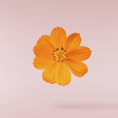 Güzel turuncu kozmos çiçeği pembe arka planda izole bir şekilde havaya düşüyor. Yükselme ya da sıfır yerçekimi çiçeği konsepti. Yaratıcı çiçek çizimi. Yüksek çözünürlük