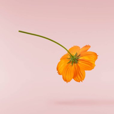 Güzel turuncu kozmos çiçeği pembe arka planda izole bir şekilde havaya düşüyor. Yükselme ya da sıfır yerçekimi çiçeği konsepti. Yaratıcı çiçek çizimi. Yüksek çözünürlük