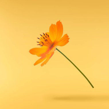 Güzel turuncu kozmos çiçeği sarı arka planda izole bir şekilde havaya düşüyor. Yükselme ya da sıfır yerçekimi çiçeği konsepti. Yaratıcı çiçek çizimi. Yüksek çözünürlük