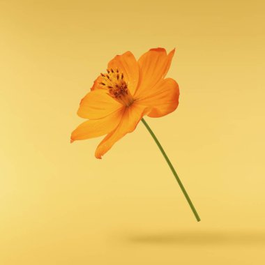 Güzel turuncu kozmos çiçeği sarı arka planda izole bir şekilde havaya düşüyor. Yükselme ya da sıfır yerçekimi çiçeği konsepti. Yaratıcı çiçek çizimi. Yüksek çözünürlük