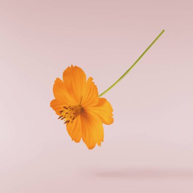 Havada uçuşan lezzetli çikolatalar. Yüksek çözünürlüklü yükselme