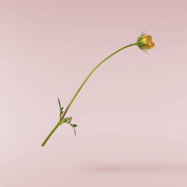 Güzel kozmos çiçeği pembe arka planda izole bir şekilde havaya düşüyor. Yükselme ya da sıfır yerçekimi çiçeği konsepti. Yaratıcı çiçek çizimi. Yüksek çözünürlük