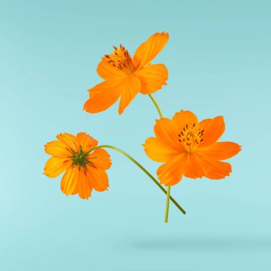 Turkuaz arka planda izole bir şekilde gökyüzüne düşen güzel bir turuncu kozmos çiçeği. Yükselme ya da sıfır yerçekimi çiçeği konsepti. Yaratıcı çiçek çizimi. Yüksek çözünürlük