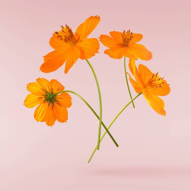 Güzel turuncu kozmos çiçeği pembe arka planda izole bir şekilde havaya düşüyor. Yükselme ya da sıfır yerçekimi çiçeği konsepti. Yaratıcı çiçek çizimi. Yüksek çözünürlük